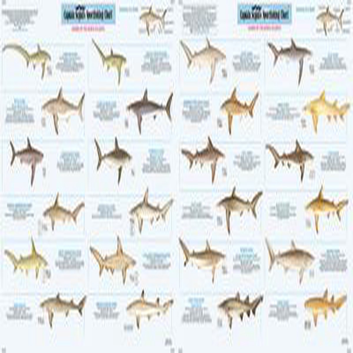 Capt Segull's Sharks Of The North Atlantic Chart