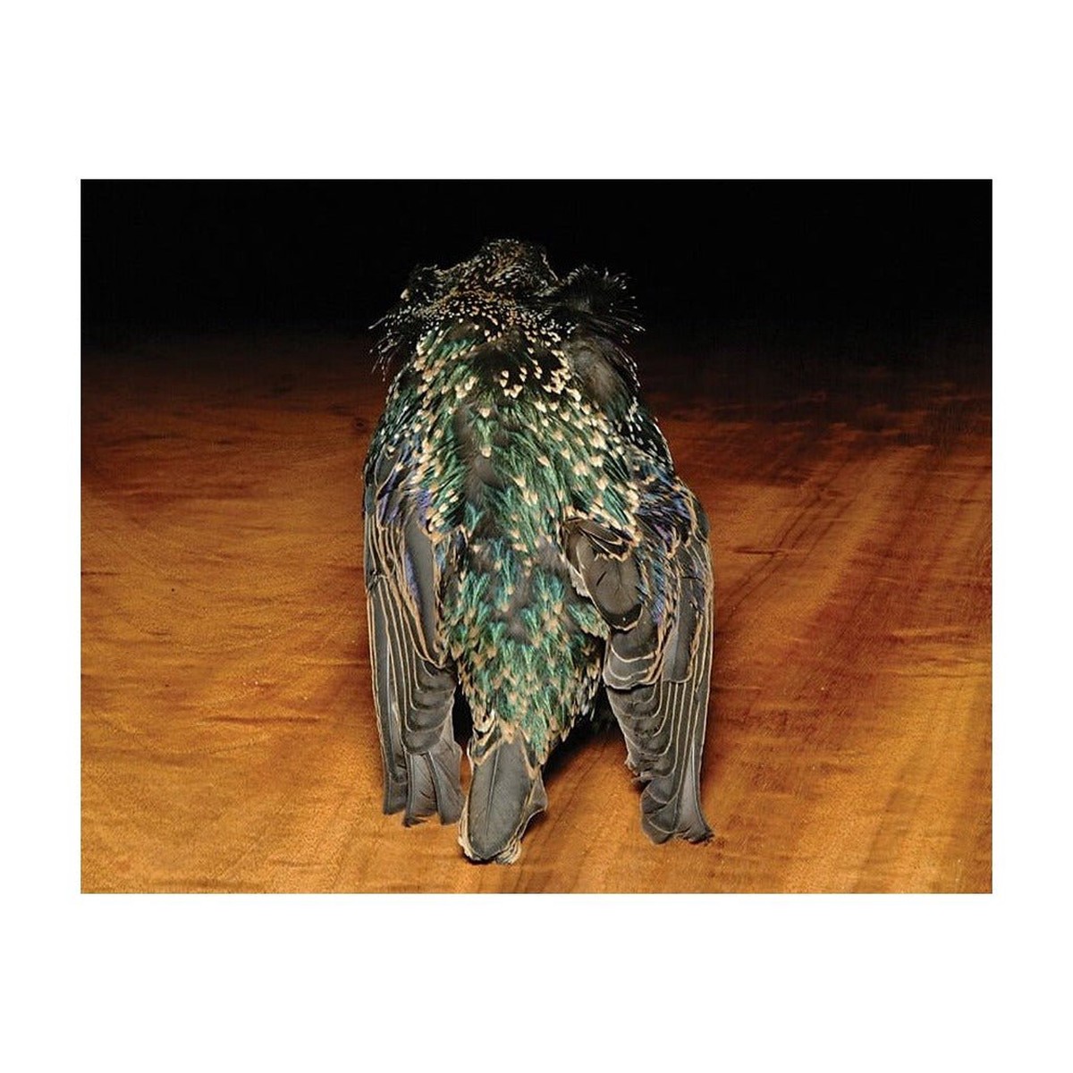 Hareline Starling Skin