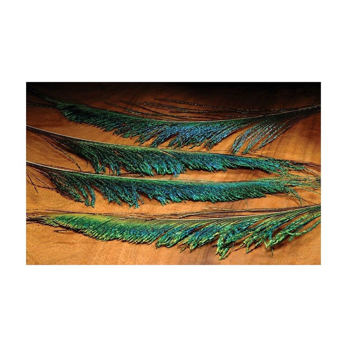 Hareline Peacock Swords