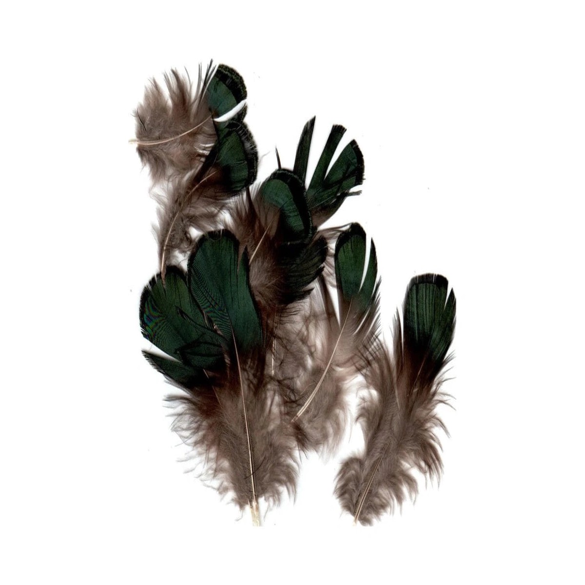 Hareline Iridescent Lady Amherst Plumage