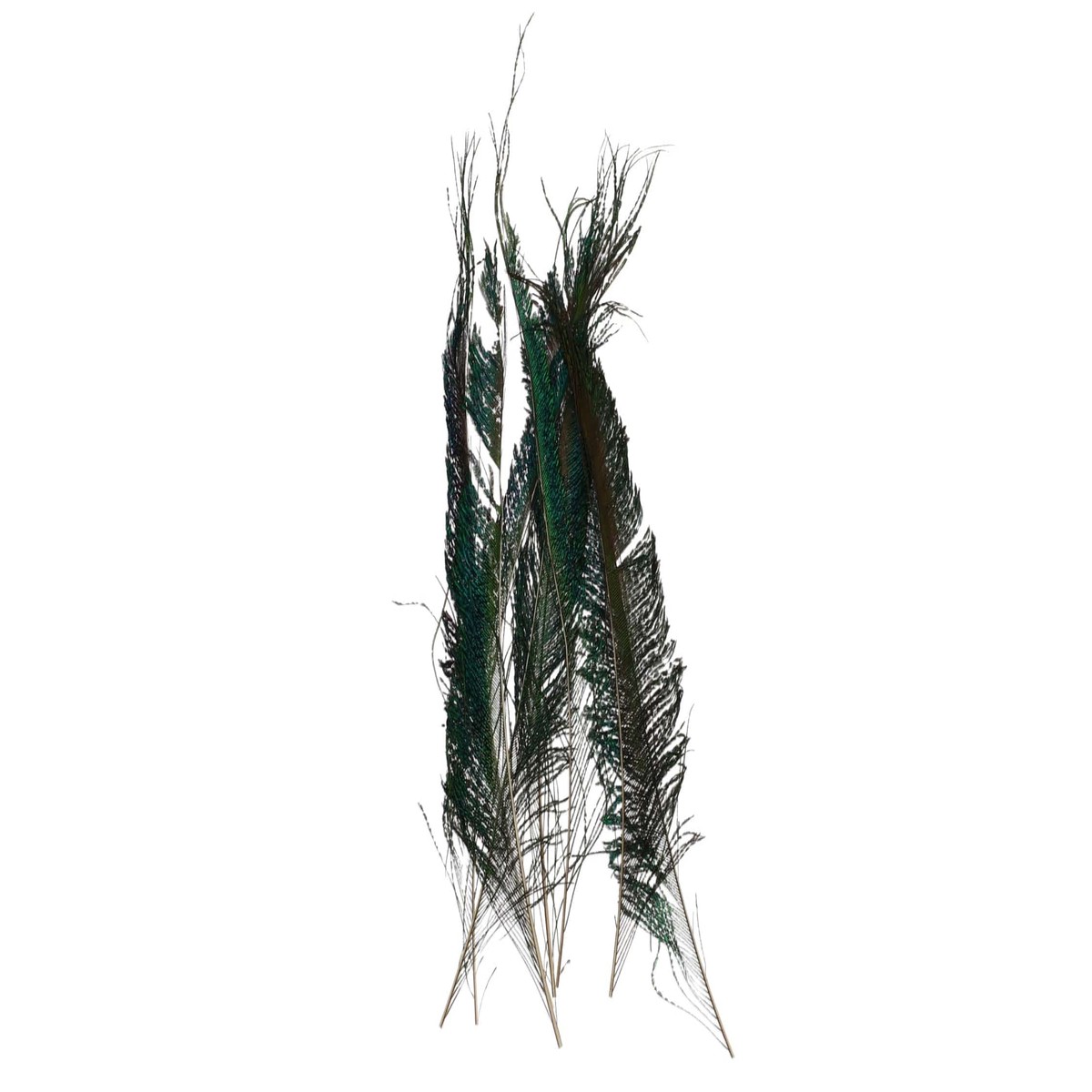 Hareline Peacock Sword Feathers