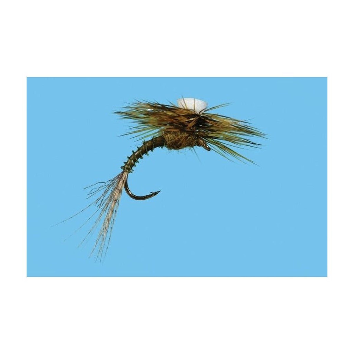 Brook's Sprout - Flavilinea