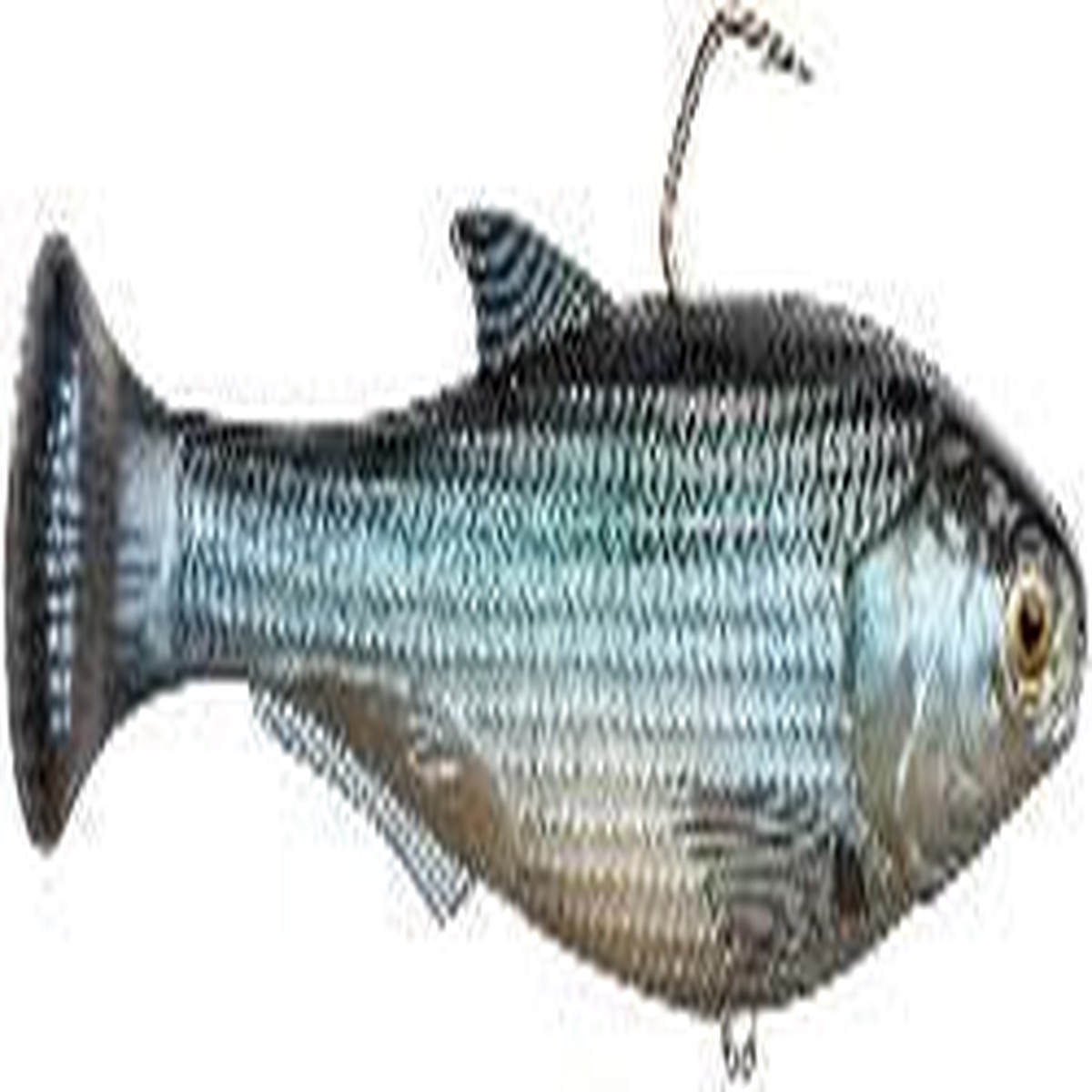 Z Man shadtron 4.5 glimmer shad swimbait