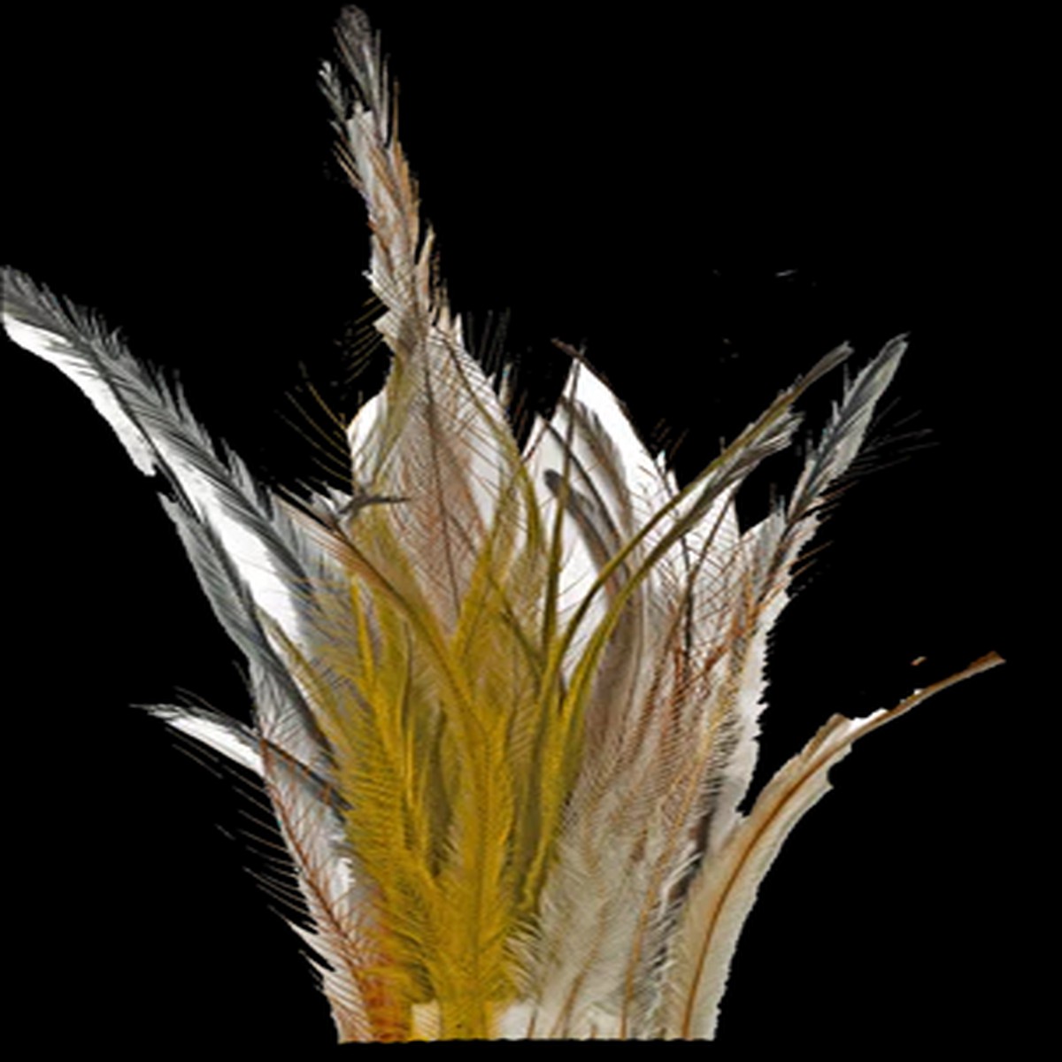 Cascade Crest Strung Emu Feathers