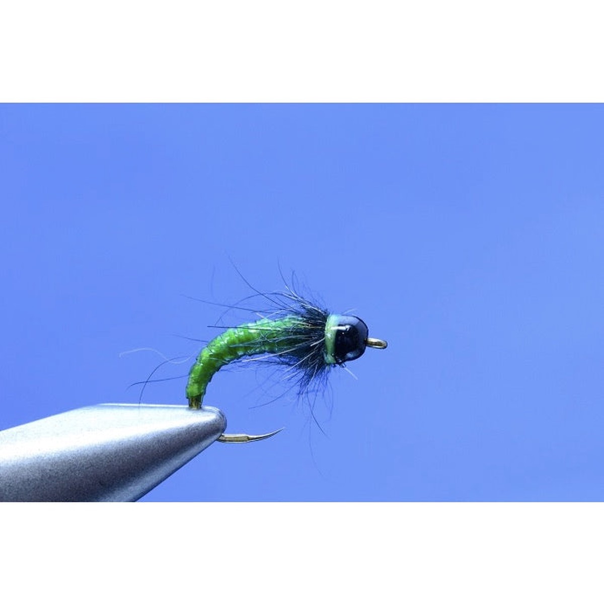 Strolis Rock Candy Larva