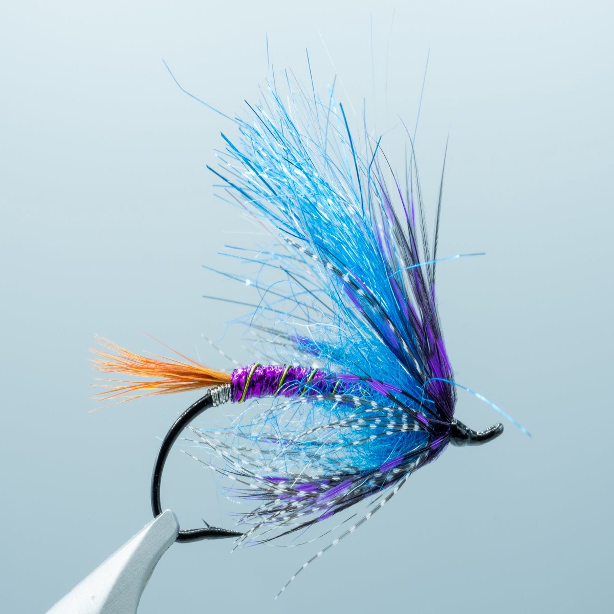 Wedeking's Jayhawker Purple #5