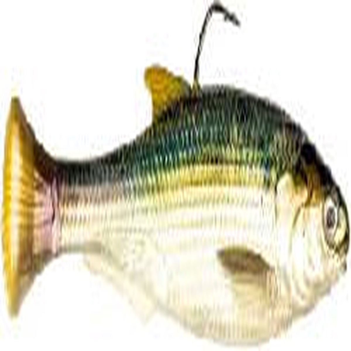 Z man shadtron 4.5 blueback herring
