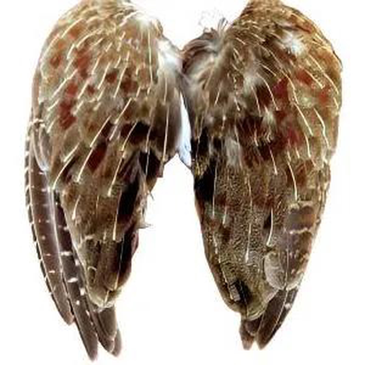 Wild Hungarian Partridge Wing Pairs